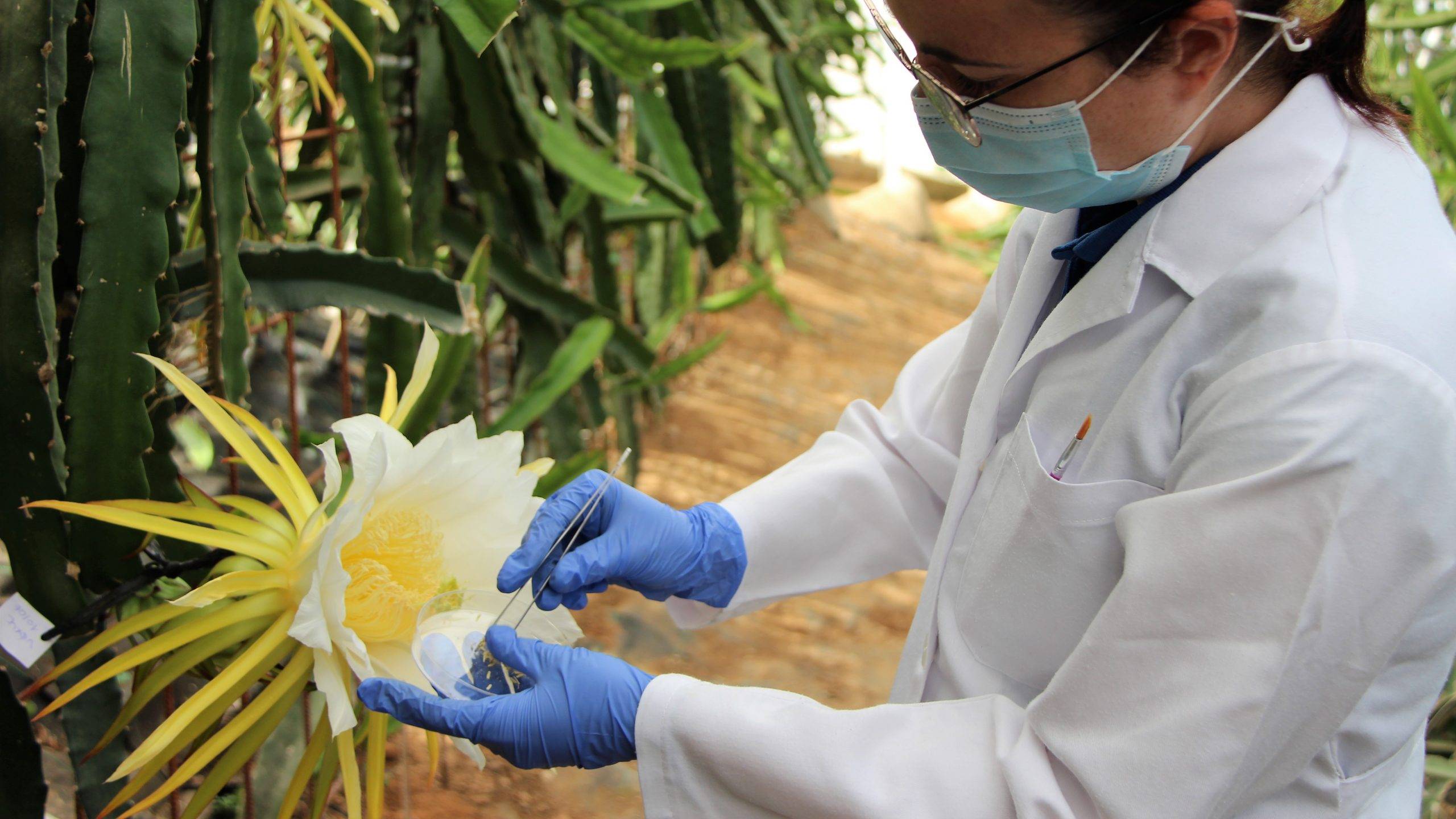 tecnova-pitahaya-variedades-almeria|pitahaya-tecnova-almeria-variedades|pitahaya-tecnova-almeria-variedades